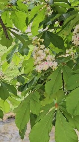 Spring blooms and duck observed along Blagoevgrad stream