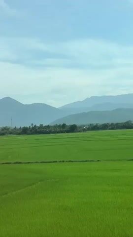A vertical, wide shot captures a vast, vibrant green rice paddy field under a partly cloudy blue sky. In the distance, a series of soft, muted mountains stretch across the horizon. The foreground features a dirt path winding through the paddy, and a tall, light-colored utility pole stands prominently on the right. A few small white birds are visible scattered across the field. The scene evokes a sense of rural tranquility and agricultural beauty.