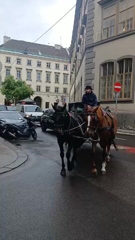 The video shows a horse-drawn carriage proceeding down a wet street in a city. The carriage is pulled by two horses, one black and one brown. A person wearing a hat and dark jacket is driving the carriage. The carriage is moving slowly, and the camera follows alongside, capturing its movement. The background shows buildings, people, and other vehicles on the street. A sign indicates a one-way street.