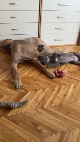 The video shows two dogs playing on a wooden floor in front of a dresser. The larger dog, a fawn-colored mastiff, is lying on its side with its head turned towards a smaller grey mastiff puppy. The puppy is on its back, playfully nipping at the larger dog's face. A basketball is visible behind the larger dog's head, and a rope toy lies on the floor in the foreground. The dresser has several drawers and appears to be made of light-colored wood. The lighting suggests an indoor environment.