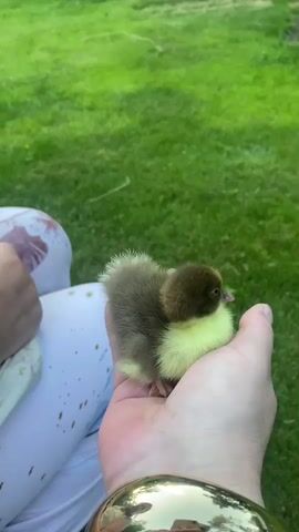 A person is holding several ducklings on their lap in an outdoor setting with green grass in the background. The ducklings are small and fluffy, with dark brown and yellow markings. The person's legs are visible, covered in light-colored pants with a floral pattern. The scene appears to be a casual moment of interacting with young animals. The lighting suggests it is daytime, possibly late afternoon or early evening. There is no visible text in the media. The location context provided is Taltsy (Irkutsk), Russia.