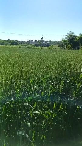 The video shows a field of green wheat under a clear blue sky. The camera pans slowly across the field, capturing the lush stalks of wheat and some sparse vegetation in the background. The environment appears to be rural, with a few structures and utility poles visible in the distance. The lighting suggests it is daytime, likely in the morning or afternoon, with bright sunlight casting shadows. No people or animals are visible in the frame, and no actions or interactions are taking place. The focus is entirely on the natural landscape of the wheat field.