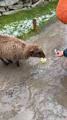 The video shows a brown sheep eating cabbage in a muddy area. A person is petting the sheep on the head while it eats. The area is wet, with puddles of water. There is a stone wall in the background with a small amount of snow on the grass.
