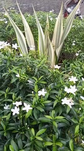 A short video captures a close-up view of lush green plants with small white flowers. In the background, a variegated plant with long, pointed leaves, featuring streaks of green and cream, stands tall. The camera pans slightly, revealing more of the dense foliage and the delicate white blossoms. The overall impression is a vibrant and natural garden setting.