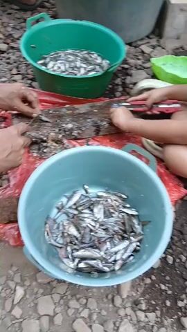 The video shows a group of people preparing fish outdoors. In the foreground, a large blue bucket is filled with small, silver fish. To the left, a green bucket also contains many small fish in water. A person in a green shirt is on the left, handling fish on a red plastic sheet spread over the ground. Another person, partially visible behind them, is also working with fish. In the center and right of the frame, a child wearing a red shirt and dark shorts is seated and appears to be using a small knife or tool on a piece of wood or a rough surface where fish are also present. The ground is covered with small stones and dirt. There are other plastic buckets visible in the background. The overall scene suggests a communal activity of fish processing in an outdoor, possibly rural, setting.