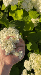 Garden visitors share intimate moments with blooming flowers