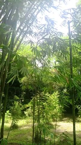 A video displays a stand of bamboo trees with sunlight filtering through the leaves. The camera pans slowly to the right, showing the dense green foliage and the tall, segmented stalks of the bamboo. The ground beneath the trees is covered in scattered leaves and some lighter-colored soil. The overall impression is that of a serene and natural outdoor environment.