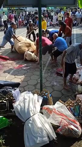 Several people are gathered around a large, light-colored cow lying on a paved surface with visible bloodstains. Some individuals are holding ropes tied to the cow, seemingly trying to maneuver it. One person is seen with a long stick. In the foreground, there are tied bundles wrapped in white plastic and some decorative items. A crowd of people stands in the background, watching the scene. The event appears to be taking place outdoors during the daytime.