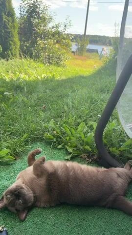 The video shows a brown cat lying on its back on a patch of green artificial turf, with its paws in the air. The cat appears to be sleeping or relaxing in a sunny outdoor environment. In the background, there is lush green grass, trees, a body of water, and a blue sky with white clouds. The overall scene is peaceful and serene, suggesting a warm and pleasant day.