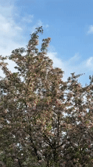 Woman photographed under pink blossoms in Kazan spring afternoon