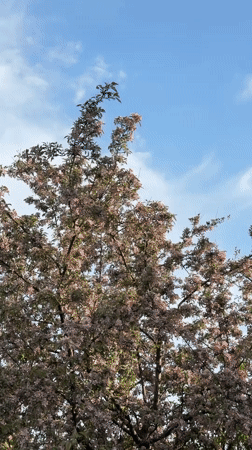 Woman photographed under pink blossoms in Kazan spring afternoon
