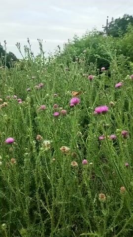 The video shows a field of thistle plants with purple flowers and a butterfly on one of the flowers. The sky is cloudy and there are trees in the background. The camera is mostly stationary, with slight movements. The butterfly is orange and black.