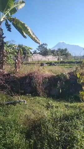 A vertical, daytime video begins with a wide shot of a rural landscape. In the foreground, overgrown green grass and some dry brush fill the bottom half of the frame. A thin, white pipe lies horizontally on the ground in the lower left corner. A small, leafy tree stands in the middle of the frame, slightly to the left. In the background, a dirt path or embankment separates the foreground from a field. Beyond the field, several structures are visible, including what appears to be a greenhouse covered in netting. Tall trees, including banana trees with large leaves, dot the landscape. In the far distance, a large, conical mountain with a snow-capped peak rises against a clear blue sky. The sun is shining brightly, creating some lens flare. The video pans slightly to the right as it progresses.