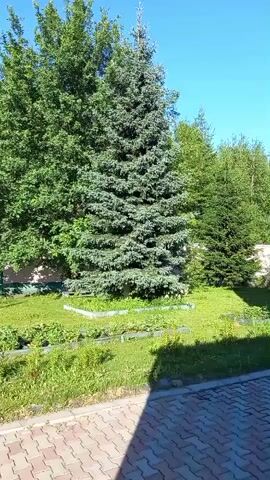 A stationary shot shows a bright, sunny outdoor scene. In the foreground, a cobblestone pathway is visible, with a shadow cast upon it. Behind the pathway, a patch of green grass is present, interspersed with some low-lying plants and garden beds. Dominating the midground are two large evergreen trees: a broad-leafed deciduous tree on the left and a conical spruce tree on the right, both lush with green foliage. A white fence runs along the background, partially obscured by the trees and more distant greenery. The sky above is a clear, vibrant blue. There are no people or visible animals in the frame.
