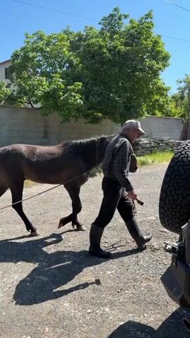 A man in a plaid shirt and hat walks a dark brown horse on a lead rope from left to right across a gravel path. The horse has a black mane and tail. The man is on the horse's right side. A dark-colored vehicle with a large spare tire mounted on its rear is partially visible on the right side of the frame. In the background, there is a two-story building, trees, a parked yellow SUV, and distant mountains under a clear blue sky. The ground is gravel and there are visible shadows.