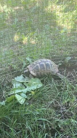 A tortoise is eating large green leaves inside a fenced-in area. The enclosure is surrounded by grass and some dirt. The tortoise's shell has a patterned design. The video appears to be shot in natural daylight.