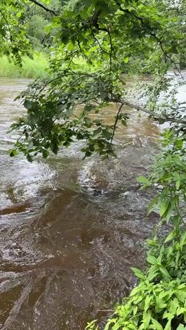 This video shows a view of a river flowing in a wooded area. The river is wide and the water is a murky brown color, indicating it may be carrying sediment. There are a few ripples and disturbances on the surface of the water, suggesting a moderate current. Overhanging branches from trees with green leaves frame the top and right side of the shot, with lush green foliage also visible along the riverbank on the right. In the background, across the river, more trees and tall green grass can be seen, forming a dense forest. The overall scene is one of a natural, untamed environment. There is no visible text in the video. The time of day appears to be daytime, with soft natural light filtering through the leaves. The weather seems pleasant, with lush greenery suggesting a warm season. The setting is clearly outdoors, in a natural landscape.