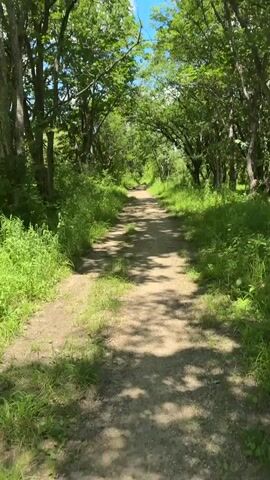 The video shows a dirt path through a sun-dappled forest. The path is about ten feet wide and appears to be in good condition. Trees line both sides of the path, and there is dense green foliage growing along the edges. The leaves on the trees are a vibrant green, indicating it is likely summertime. The sky is visible through the canopy of leaves and appears to be blue. The overall impression is one of a peaceful, natural environment.