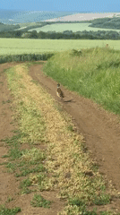 Pheasant spotted running along rural path in Bulgaria