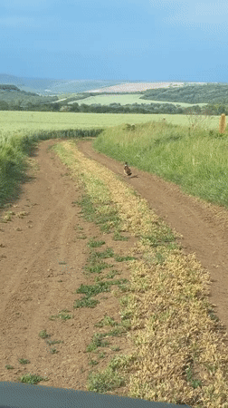 Pheasant spotted running along rural path in Bulgaria