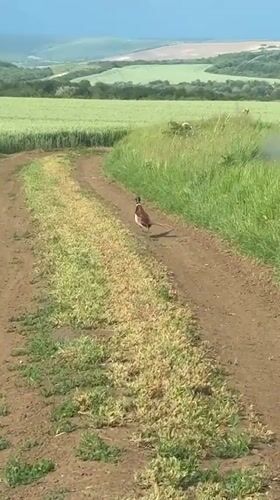 Pheasant spotted running along rural path in Bulgaria