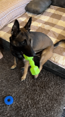 Two dogs, one toy: back-to-back moments in Thailand