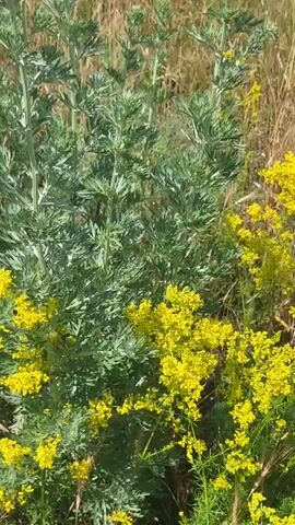 The video shows a close-up view of green plants with feathery leaves, likely sagebrush, and clusters of small yellow flowers. The background consists of dry, golden grasses and some green foliage. The camera appears to be handheld and pans slowly across the plants, focusing on the yellow flowers. The lighting suggests it is daytime, likely outdoors in a natural environment. There are no people, animals, or man-made objects visible in the footage.