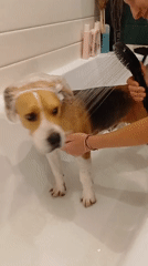 Beagle Gets Bath in Timokhovo, Russia Home