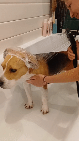 Beagle Gets Bath in Timokhovo, Russia Home
