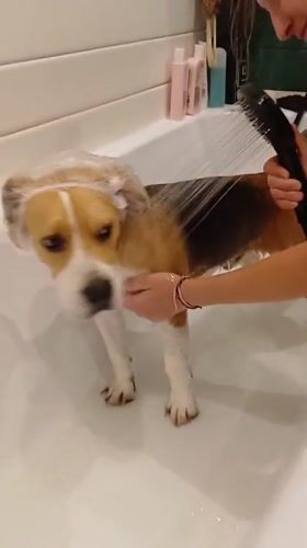 Beagle Gets Bath in Timokhovo, Russia Home