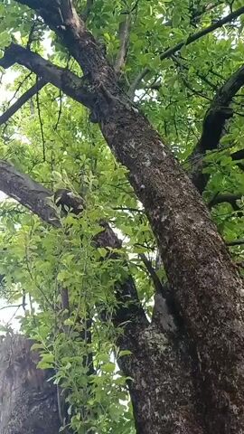 The camera pans down the trunk of a tree with bright green leaves, covered in light-colored bark, to reveal a hole in the tree that is filled with water. The interior of the hole is a dark, shadowy color. The outer edges of the hole are gray and dark, with visible wood grain.