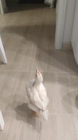 A person's left hand holds a small piece of food between their thumb and index finger. A white chicken is in mid-air, flapping its wings. The chicken is positioned so that it is about to take the food from the person's hand. The background is a wall tiled with beige rectangular tiles. There is a white cabinet or shelf above the wall.