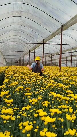 A person wearing a yellow hat and a backpack walks through a greenhouse filled with blooming yellow flowers. The person is partially obscured by the flowers. The greenhouse has a white, translucent roof supported by metal poles.