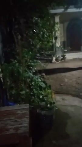 A video shows a dimly lit outdoor scene with a large bush or tree in the foreground. A wooden surface, possibly a table, is visible on the left. In the background, a building with an arched doorway can be seen. The lighting is low, suggesting it is nighttime or dusk. The focus is on the foliage, with some parts appearing blurred.