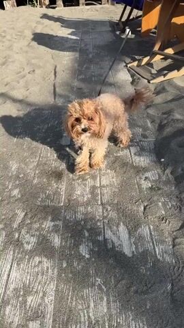 A dog on a leash stands on a wooden walkway on a beach. A person’s hand reaches out towards the dog. The dog takes a few steps forward and then turns and walks away.