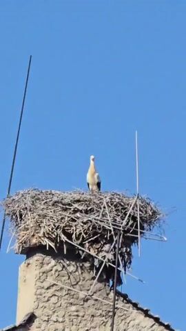 A stork stands in its nest atop a stone chimney. The nest is made of twigs and straw. The stork is white with black wing feathers and a long, thin orange beak. It stands facing forward, looking to the right. The sky is clear and blue. There are two metal antenna-like structures visible on either side of the nest.