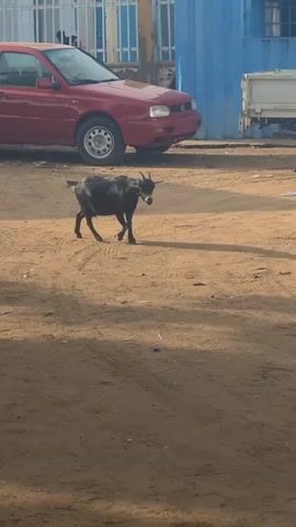 A single black goat walks across a dirt road.  To the left of the goat is a red car, and to the right is a white truck. A light blue metal building stands behind the truck. The scene is sunny.