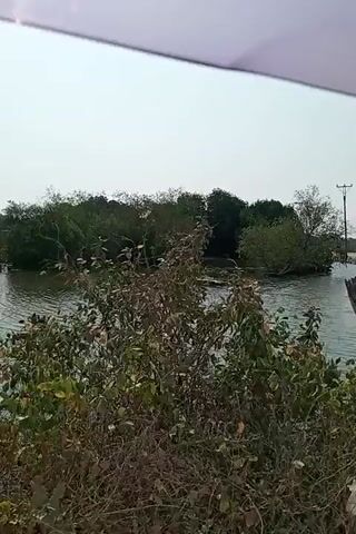The video shows a view of a body of water with vegetation along the banks. In the foreground, there are dry grasses and some green leafy plants. To the right, a weathered, vertical wooden post stands out. The water itself is calm with some ripples reflecting the light. Across the water, there is a dense patch of trees and foliage. In the distance, a road is visible, and a utility pole with wires can be seen. The sky is overcast. The video appears to be filmed from a stationary position.