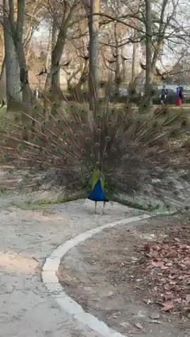 The video shows a peacock with its tail feathers fanned out, standing on a path in a park or garden. The peacock is facing the camera, displaying its colorful plumage. The background consists of trees, grass, and some indistinct figures in the distance. The peacock is the central focus of the shot.