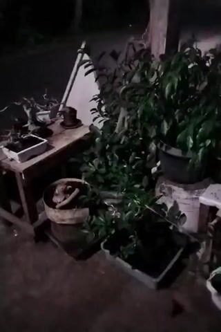 The video shows an outdoor area at night with several potted plants and bonsai trees. A wooden table is visible with a few items on it, including a small pot and what appears to be a bonsai tree in a rectangular planter. To the right of the table, a larger potted plant with dark green leaves is situated. In the foreground, various other plants in containers are scattered around. The lighting is dim, suggesting it is nighttime or a very shaded area. There are no people visible in the video, and no actions or interactions are depicted. The environment appears to be a patio or garden area.