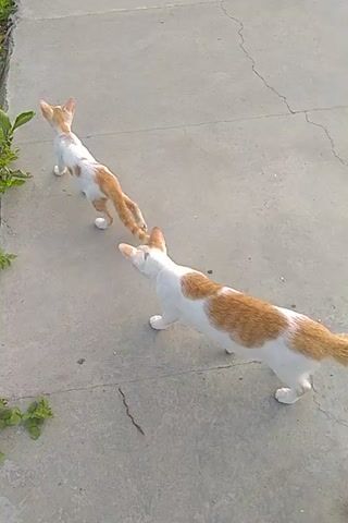 Two cats, one larger than the other, are on a concrete surface near some green foliage. The larger cat is orange and white, and it appears to be interacting with the smaller, lighter-colored cat. The smaller cat is lying on its back or side, with its paws in the air. The larger cat is standing over it, with its body angled towards the smaller cat. The larger cat's tail is curved upwards. The scene is shot from an overhead perspective.