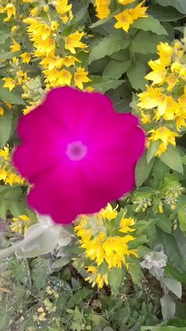 The media file showcases a close-up view of a vibrant fuchsia-colored flower, likely a petunia, blooming in a garden. This single, large flower dominates the center of the frame, its petals slightly ruffled and a lighter shade radiating from its core. Surrounding the prominent flower are numerous smaller yellow blossoms, possibly Lysimachia, interspersed with green foliage.

The scene appears to be outdoors, with natural light suggesting daytime, though the specific time of day is not definitively ascertainable. The weather seems to be pleasant, conducive to flowering plants, with no indication of rain or harsh conditions. The presence of various flowering plants points to a garden or a natural setting with abundant vegetation.

The focus is entirely on the flora, with no human presence or man-made objects visible, except for the implicit presence of a garden. The overall mood conveyed is one of natural beauty and tranquility, highlighted by the striking contrast between the deep fuchsia and bright yellow flowers. The setting, identified as Michałowice, Poland, provides a geographical context to this garden scene. No visible text is present in the media file.