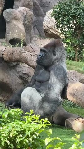 The video shows a large silverback gorilla sitting on a log in an outdoor enclosure. The gorilla is facing to the left of the frame, with its head turned slightly to its right, looking off-camera. It is resting its right arm on its knee and its left arm is resting by its side. The gorilla has dark gray fur with a lighter gray patch on its rear. In the background, there are large rocks, trees, and green foliage. The ground is covered with green artificial turf. The lighting suggests it is daytime.