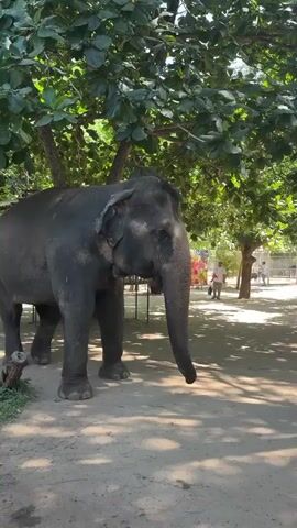 A large elephant stands in the shade of a tree. Its trunk is lowered and it appears to be eating. In the background, a person wearing a white shirt and a light-colored hat walks away from the camera. Another person is visible further in the background, near a fence. The ground is covered in sand and dirt, and there is a structure with a blue tarp behind the elephant.