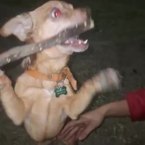 The video shows a tan dog with a collar grabbing a stick held by a person. The dog appears excited and enthusiastic, pulling and shaking its head while holding the stick in its mouth. The dog's eyes reflect a reddish glow, which could be due to the lighting conditions. The ground is covered in a mix of grass and what appears to be mulch or debris, suggesting an outdoor setting. The lighting is dim, indicating that the video was likely taken in the evening or night. The focus is primarily on the dog and the stick, with the person holding the stick remaining largely out of frame.