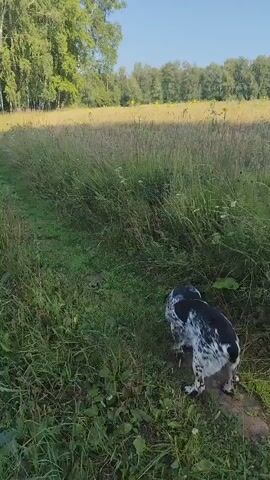 The video shows a dog in a grassy field with trees in the background. The dog is mostly black and white and is sniffing the ground. The field is tall grass with some yellow flowers. The sky is blue.