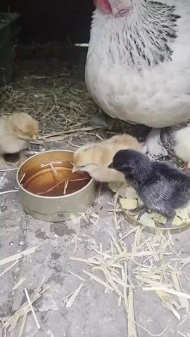 A white hen with black markings is standing over several chicks. Three of the chicks are light brown and are gathered around a small metal dish filled with a brown liquid, likely water. One dark gray chick is positioned between the water dish and another metal dish filled with chopped white material, likely food. The hen is bending down towards the food dish, and one of the brown chicks is also pecking at the food. The ground is covered with straw and dirt. The environment appears to be an enclosure, possibly a coop.
