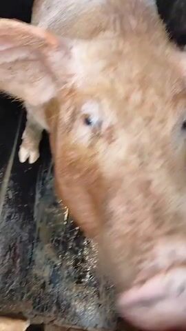 This video shows a close-up of a pig's head and upper body. The pig is light brown with short hairs. Its snout is visible, and its eyes are open. The pig appears to be in a confined space, possibly a pen or enclosure, with wooden slats on the right side. The ground appears to be dirty or muddy. The camera is positioned very close to the pig, giving an intimate perspective. The video is shaky, suggesting it was filmed by hand.
