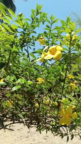 The video shows a close-up shot of a flowering plant with bright yellow trumpet-shaped flowers and green leaves. The plant is in focus and the background is slightly blurred, suggesting an outdoor setting. The background includes hints of trees and a clear blue sky. The camera appears to be held steady and there is no significant movement in the frame beyond the natural sway of the plant. The lighting suggests it is daytime, likely sunny.