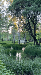 Evening park life captured around Saint Petersburg pond